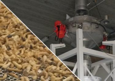 Procédé voor de behandeling van insectenbroed Procédé voor de behandeling van insectenbroed
