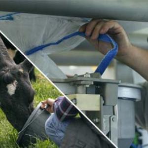 Une personne utilise un tuyau bleu pour interagir avec une machine grise tout en tenant une vache noire et blanche.